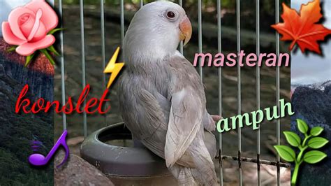 komslot1|Masteran lovebird konslet ! Ampuh !! .